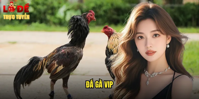 đá gà VIP